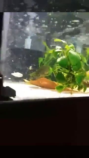 03 - WC Apistogramma Gibbiceps Eggs смотреть онлайн