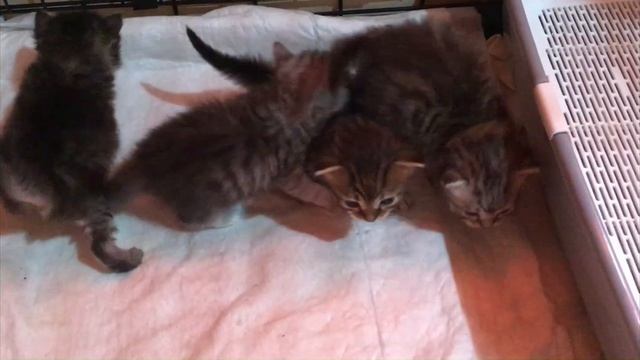 Сибирские котята. "Е " 3 недели смотреть онлайн