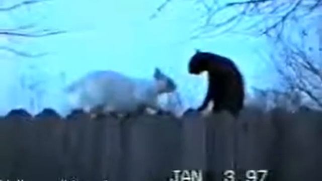 Коты на заборе - Romannoff.Ru смотреть онлайн