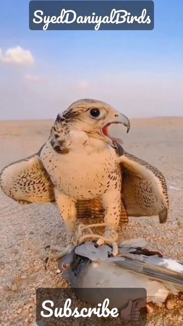 Witness the Majestic Shaheen Falcon Hunting its Prey - #FalconHuntThePegin смотреть онлайн