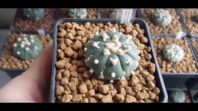 Astrophytum Asterias kabuto V Type смотреть онлайн