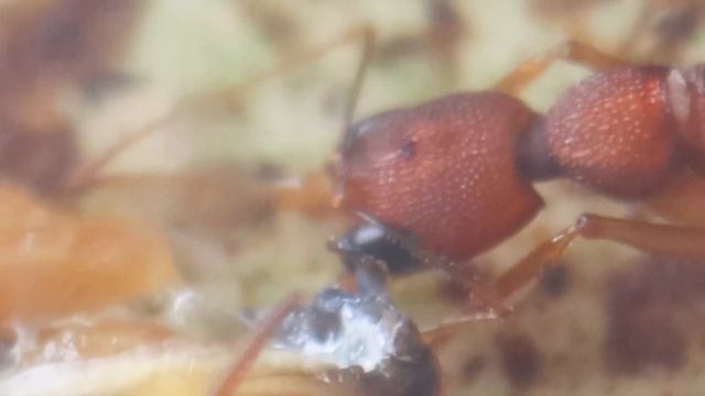 Harpegnathos saltator в формикарии у танцоров смотреть онлайн