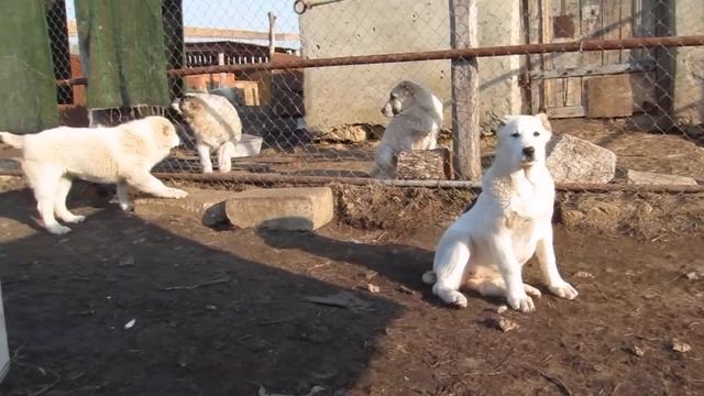 Мээр и Муштари смотреть онлайн