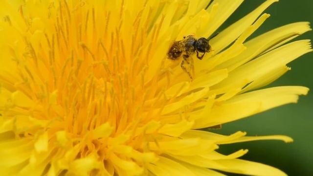 Gewone franjegroefbij Lasioglossum sexstrigatum, vrouwtje смотреть онлайн
