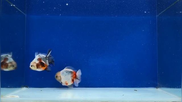 The most beautiful high quality goldfish смотреть онлайн