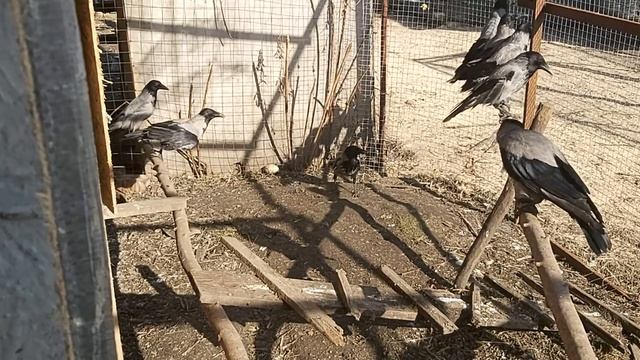 Гришка и другие Воронки 05 03 20 г смотреть онлайн
