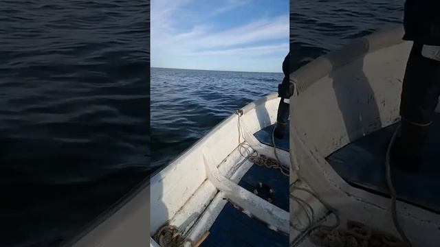 сивучи на отдыхе смотреть онлайн