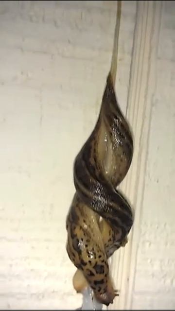 Slugs Mating смотреть онлайн