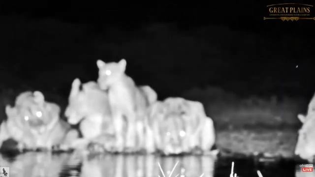 ol Donyo Cam ~ Mom Lioness Kukuokeli with all her youngsters! May 16, 2023 смотреть онлайн
