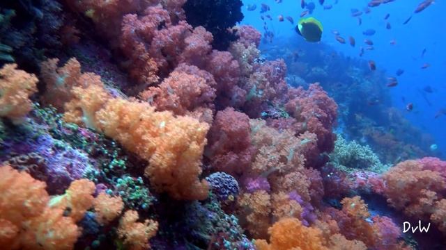 Amazing underwater video - A free swimming ribbon eel ! смотреть онлайн