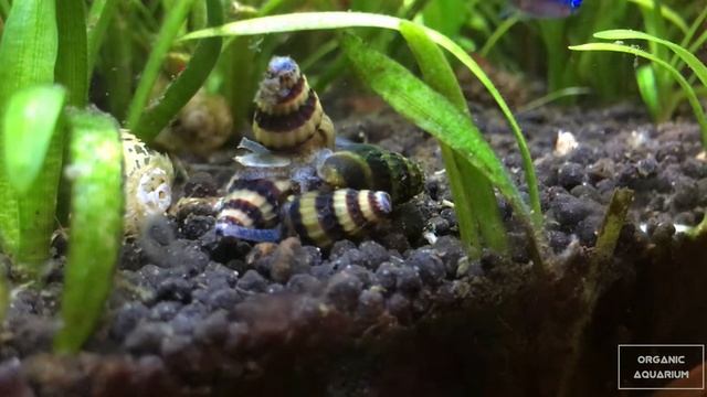Helenki atakują Rozdenkę смотреть онлайн