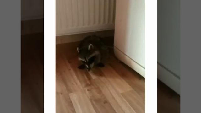 Енот полоскун смотреть онлайн