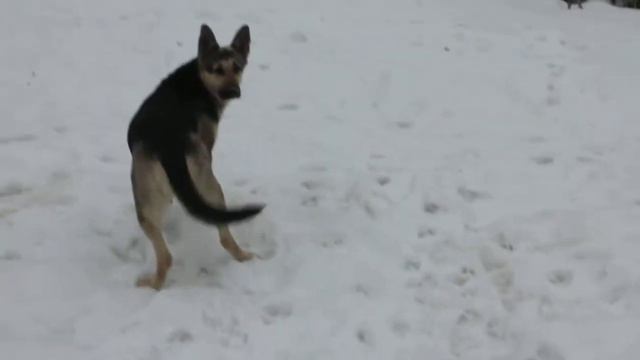 Щенки ВЕО. Дети Цизара и Юлианы смотреть онлайн