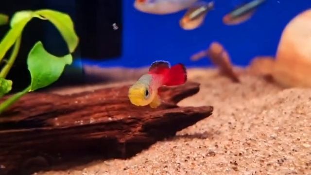 Red Tail Nhoto Killifish (Nothobranchius guentheri) смотреть онлайн