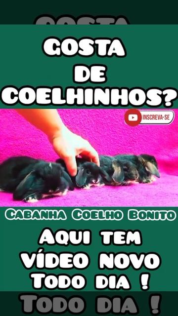 LINDA NINHADA COELHINHOS MINI LOP BLACK OTTER FILHOTES Cabanha Coelho Bonito Rabbit Conejo смотреть онлайн