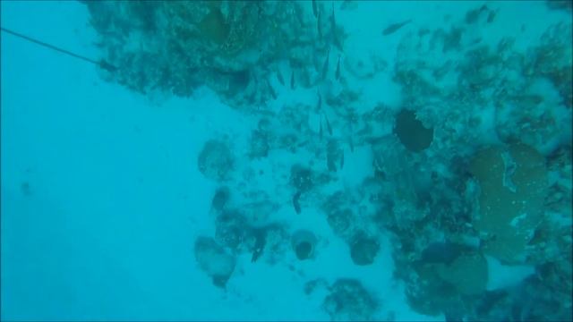 Snorkeling Hol Chan and Shark Ray Alley San Pedro Belize смотреть онлайн