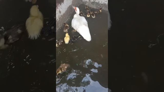 # утята с мамой # ныряют# смотреть онлайн