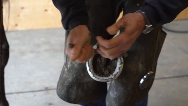 How to remove a horse's shoe смотреть онлайн