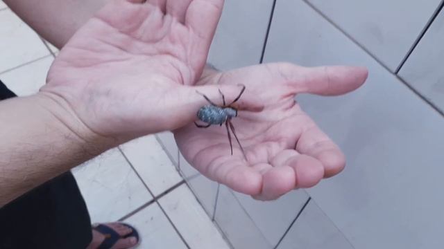 Aranha Tecedeira de Teia Dourada - Pt 1 смотреть онлайн