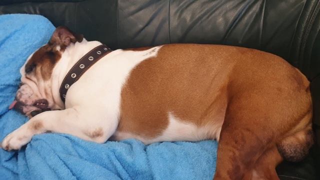 Бульдог храпит! #dogshorts #seniordog #английскийбульдог #подпишись #englishbulldog #dogsfamily