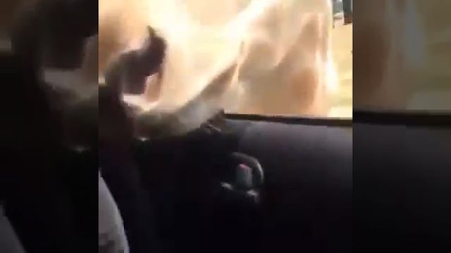 Двойное проникновение / СМЕШНОЕ ВИДЕО 2019. АПРЕЛЬ смотреть онлайн