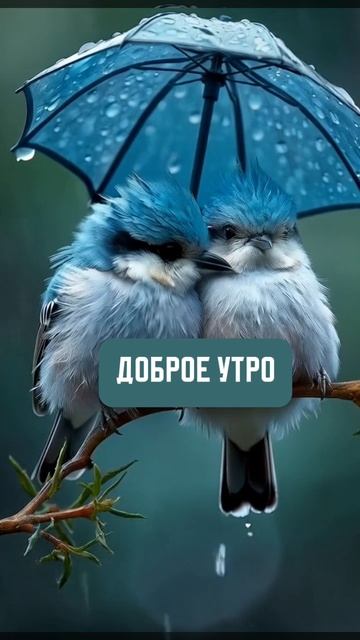 Доброе утро смотреть онлайн