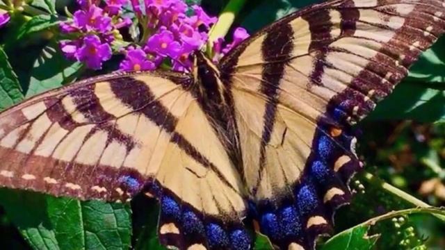 Butterflies At Casaplanta смотреть онлайн