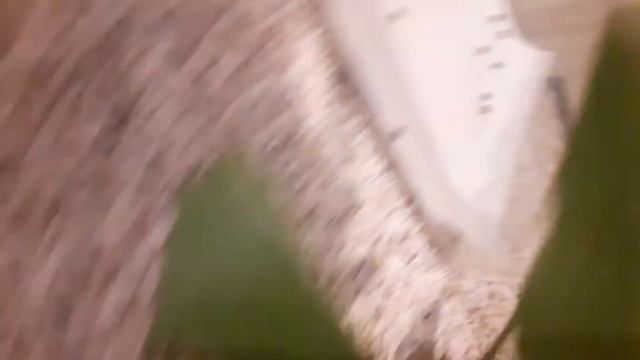 Callosamia Promethea-Promethea Moth!