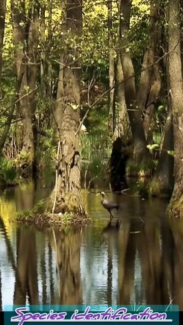 wild birds nest black stork #shorts #birdsnest #wildlife смотреть онлайн