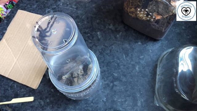 ARBOREAL TARANTULA REHOUSING X2 смотреть онлайн