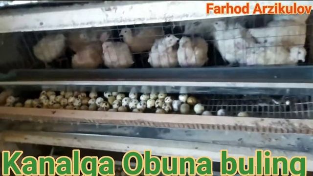 BEDANA BOQISH BARCHA SIRLARI /БЕДАНА БОКИШ БАРЧА СИРЛАРИ, ВИДЕО ОБЗОР ТЕХОС