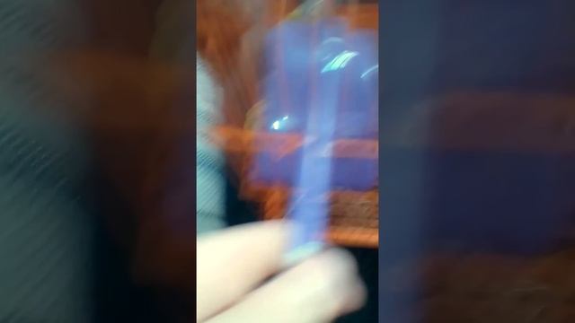 Почему могут дратся хомяки??? смотреть онлайн