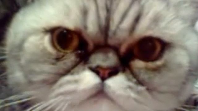 angry cat, злой кот смотреть онлайн