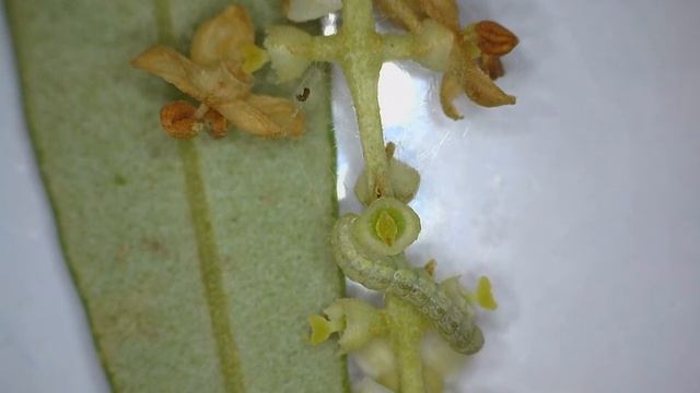 Larva de Prais en olivo смотреть онлайн