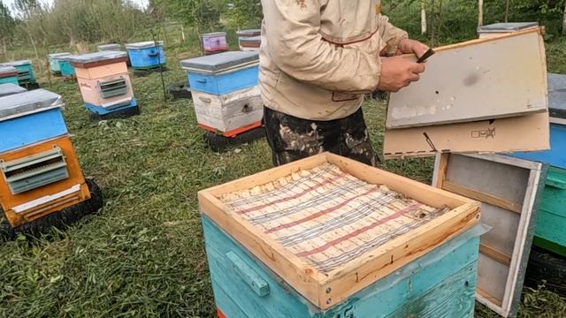 Смотрим как отстроили вощину за время похолодания. смотреть онлайн