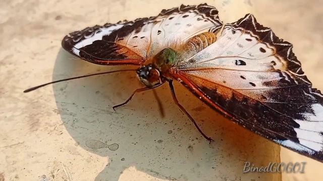 Butterfly( leopard butterfly !)@BinodGOGOI614 смотреть онлайн