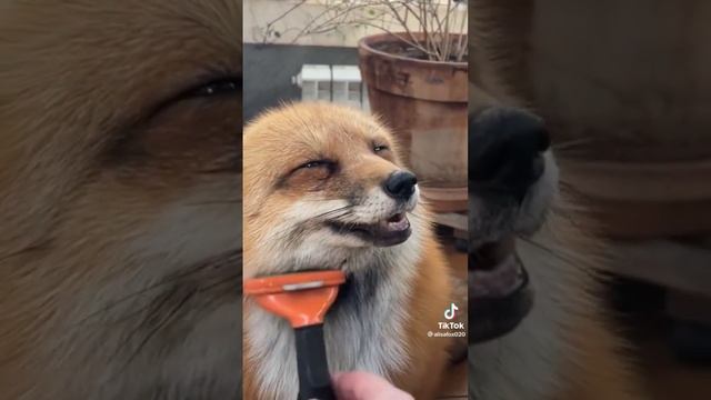 #fox #animal #fyr #fup #лиса #животные #смешныеживотные смотреть онлайн