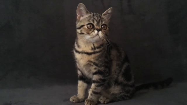 Котята экзоты смотреть онлайн