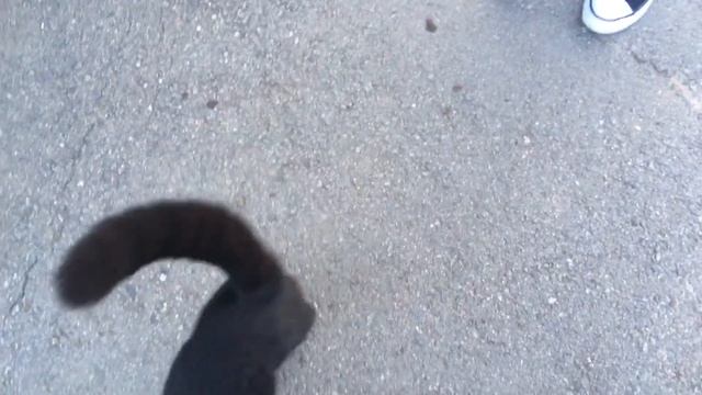 красивый очень ласковый чёрный кот встретился на нашем пути смотреть онлайн