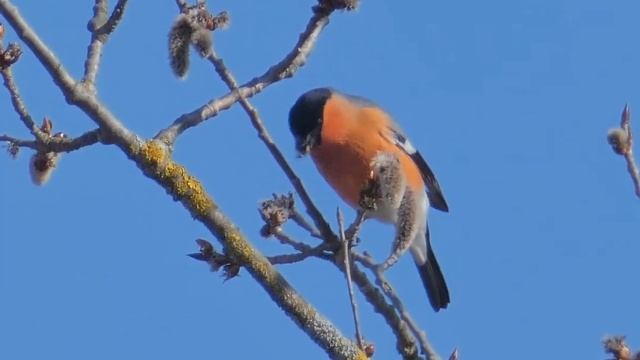 Снегирь из Бердичева смотреть онлайн