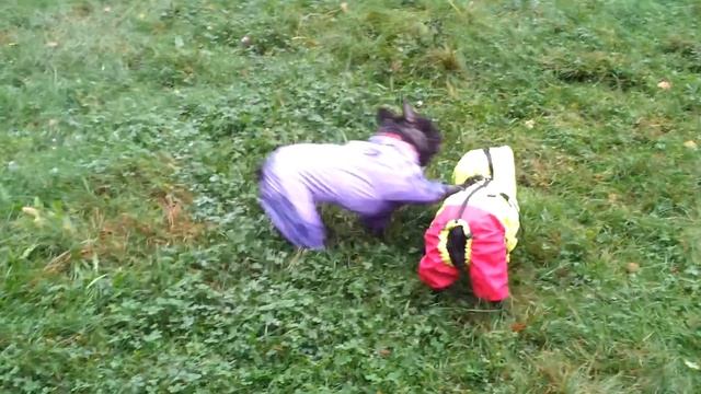 Маруся и Ева (знакомство или танцующие собаки) смотреть онлайн