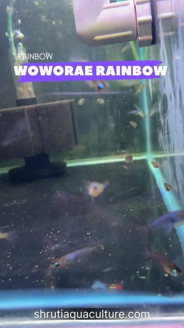 WOWORAE RAINBOW смотреть онлайн
