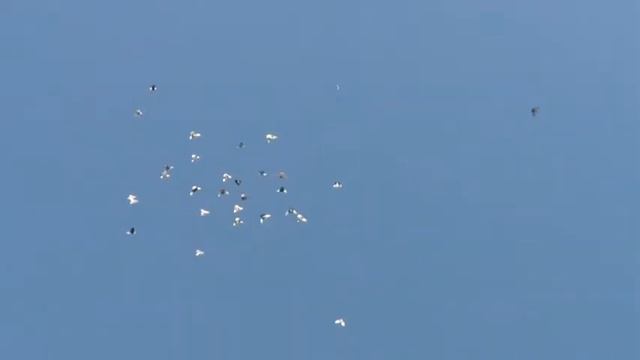 высоколётные голуби 22 смотреть онлайн