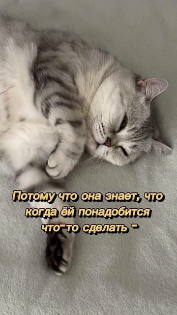 Мне бы самоуверенность кошки смотреть онлайн