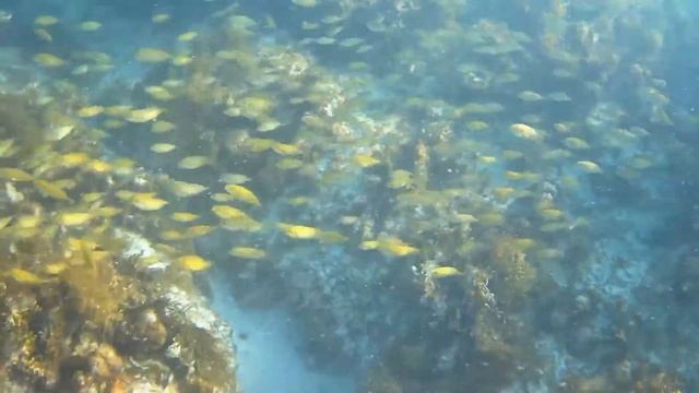 Стайка рыб смотреть онлайн