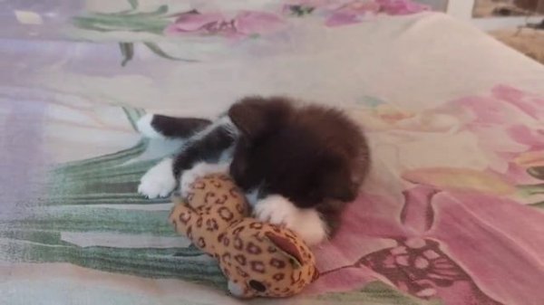 Котенок играется с игрушкой - смешные животные