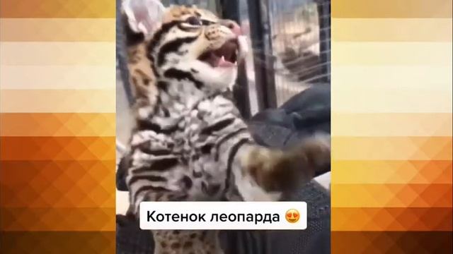 Котенок леопарда 😍 смотреть онлайн