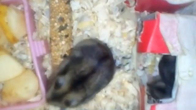 Люблю хомяков смотреть онлайн