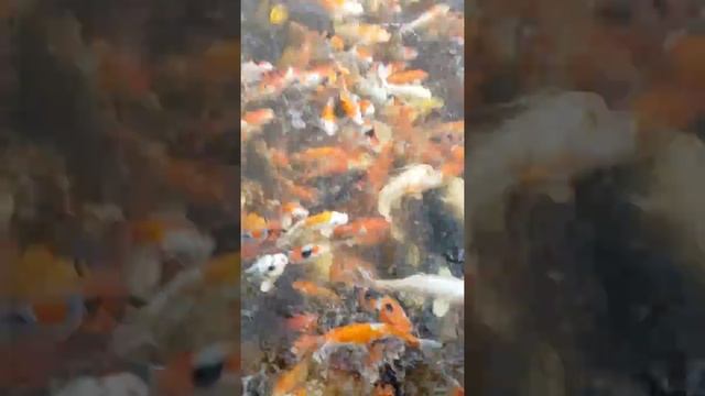Рыбы в корей смотреть онлайн