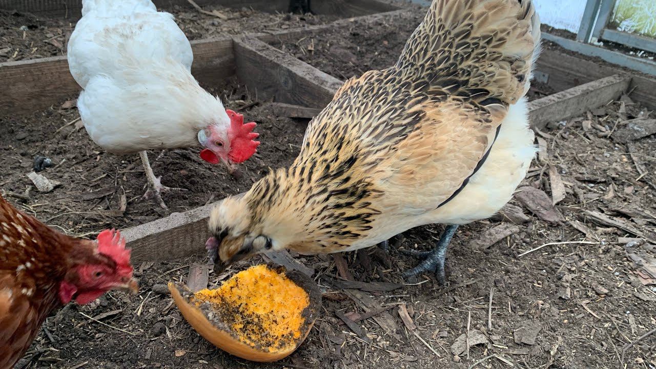 ВЕЧЕРНЕЕ КОРМЛЕНИЕ КУР/ВИТАМИННЫЙ ЧАЙ ДЛЯ КУР/ЗАНАВЕСКИ В КУРЯТНИК НА ГНЕЗДА/4 февраля 2025 года смотреть онлайн